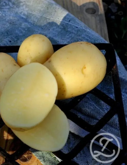 Sättpotatis ’Queen Anne