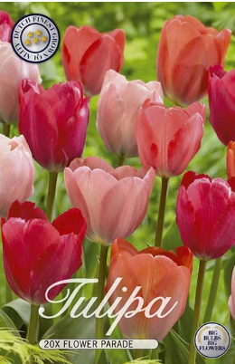 Tulp Triumph Flower Parade x15
