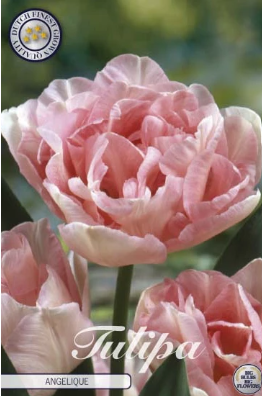 Tulp Double Late Angelique x7