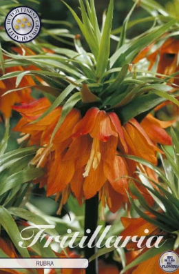 Kejsarkrona Fritillaria imp. Rubra x1