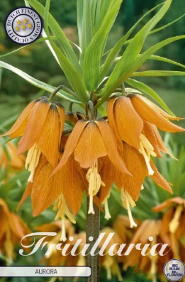 Kejsarkrona Fritillaria imp. Aurora x1