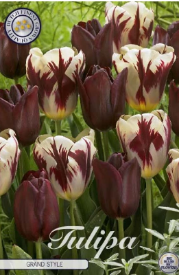 Tulp Grand Style x10