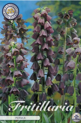 Kejsarkrona Fritillaria Persica x1