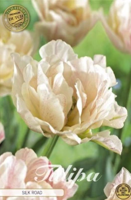 Tulp Double Early Silk Road x7