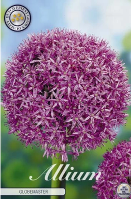 Allium Globemaster x1