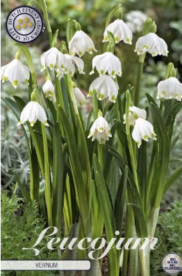 Leucojum Vernum x5