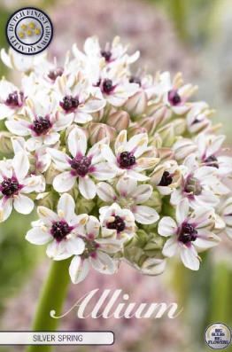 Allium Silver Spring x2