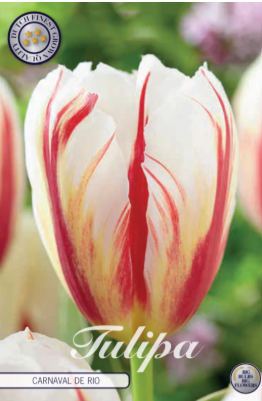 Tulp Triumph Carnaval de Rio x10