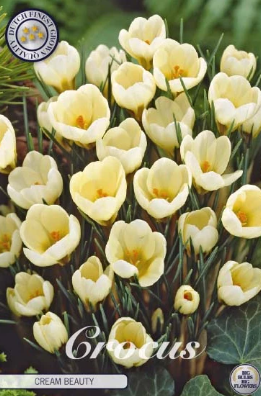 Krokus Chrysanthus Cream Beauty x20
