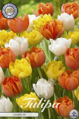 Tulp Casanova x10