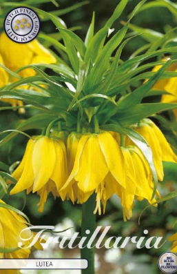 Kejsarkrona Fritillaria Imp. Lutea x1