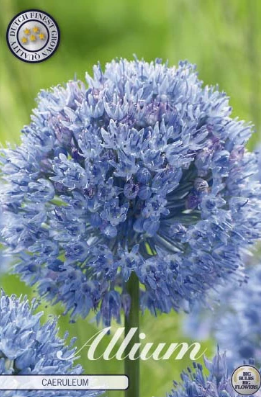 Allium Caeruleum x15