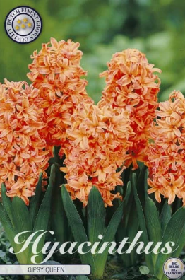 Hyacint Gipsy Queen x5