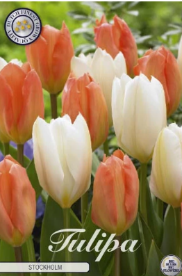 Tulp Stockholm x10