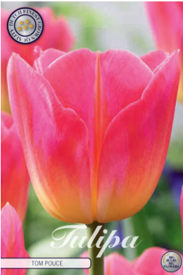 Tulp Triumph Tom Pouce x7
