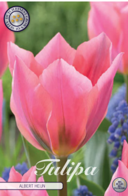 Tulp Fosteriana Albert Heijn x7