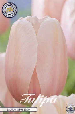 Tulp Darwin Salmon Impression x10
