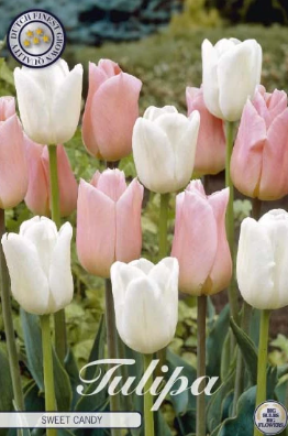 Tulp Sweet Candy x10