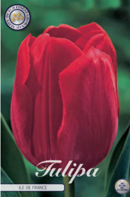 Tulp Triumph ile de France x10