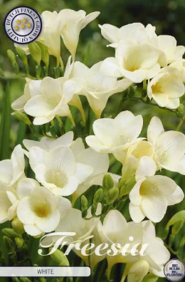 Freesia Single White x15