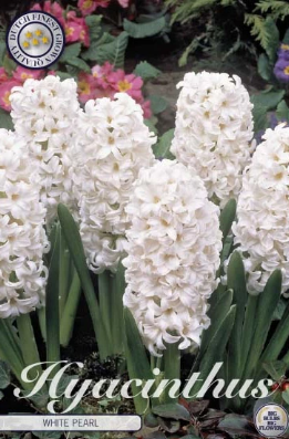 Hyacint White Pearl x5