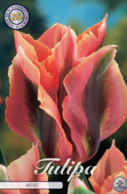 Tulp Viridiflora China x7