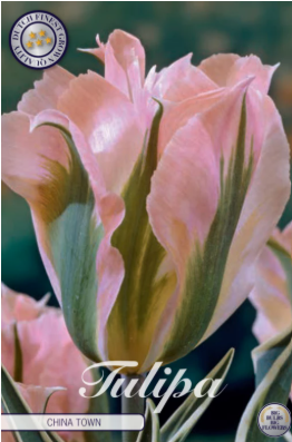 Tulp Viridiflora Artist x7