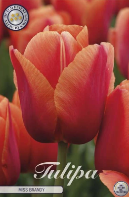 Tulp Darwin Miss Brandy x7