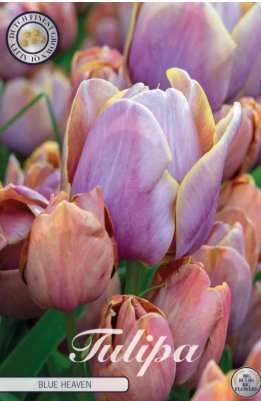 Tulp Multiflower Blue Heaven x7